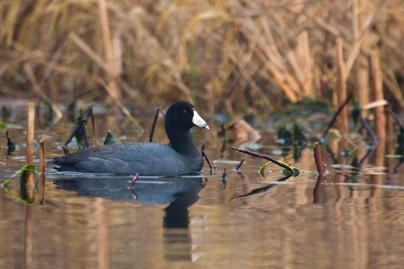 American Coot